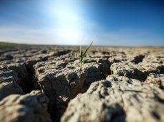 Seceta lovește agricultura europeană: cea mai slabă recoltă de porumb din ultimii 20 de ani. România și Ungaria, printre țările afectate